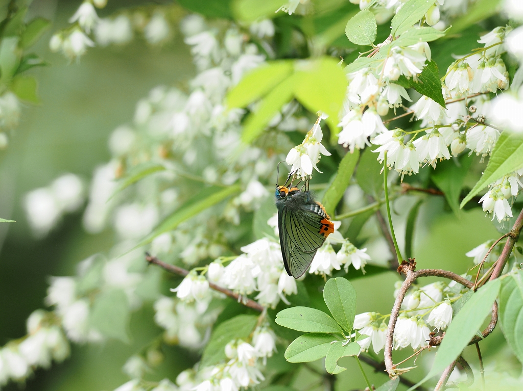 �A�I�o�Z�Z���@�@���ā@�O�d���鎭�s