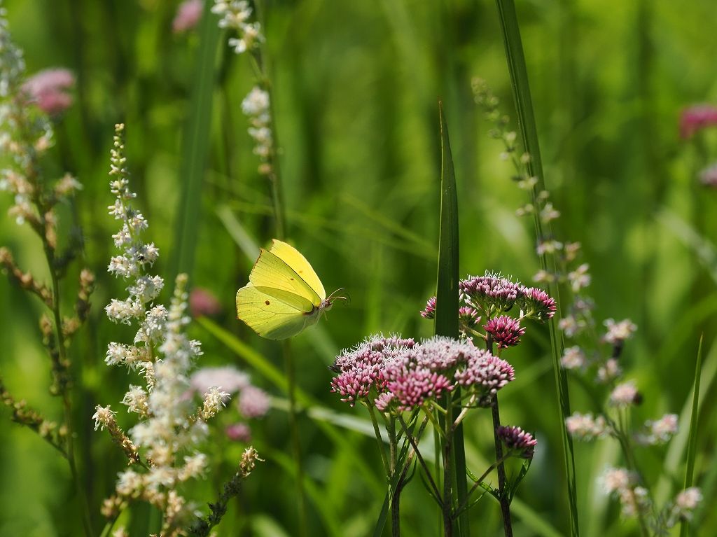 ���[�~�X�V�W�~�@�@���ā@�O�d���F��s