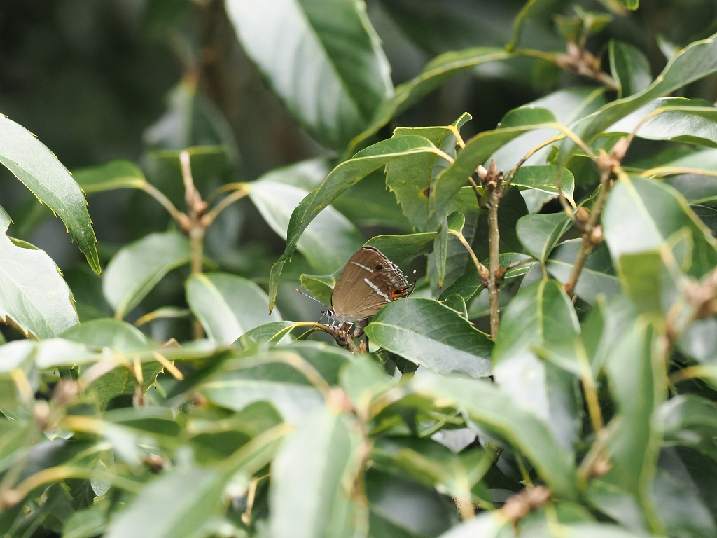 �q�T�}�c�~�h���V�W�~�@�@�Y���@�O�d���Ԗ쒬