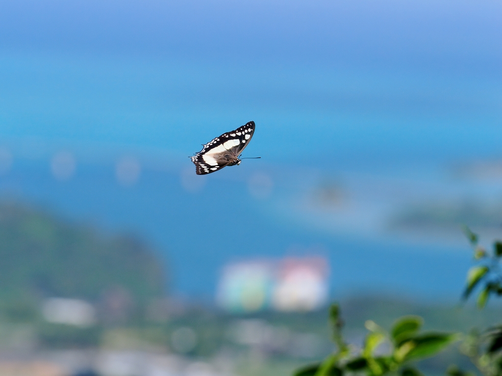 �t�^�I�`���E�@���ā@���ꌧ���A�m��