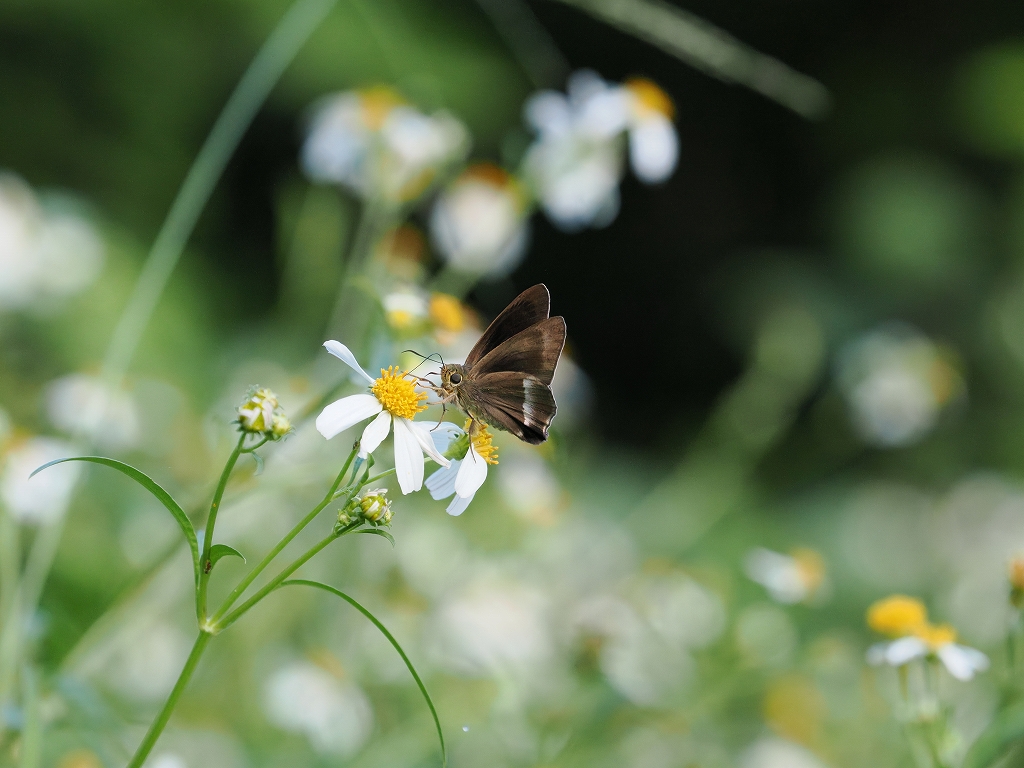 �I�L�i���r���E�h�Z�Z���@���ꌧ�{����