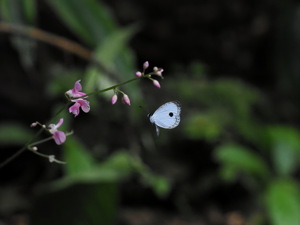 �����E�L���E�E���{�V�V�W�~�@���ꌧ����