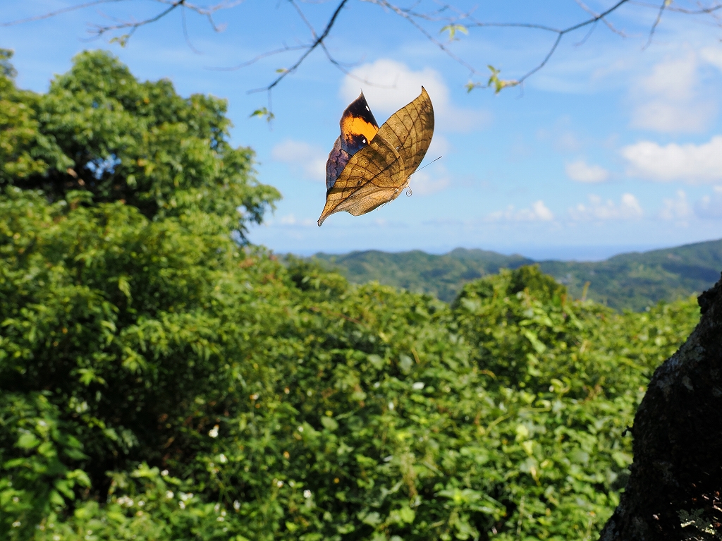 �R�m�n�`���E�~�@���ꌧ�{����