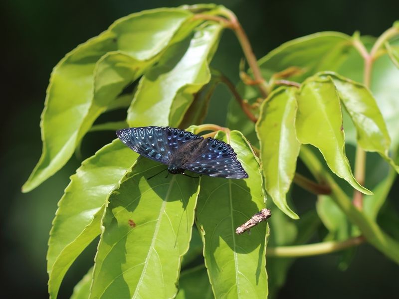 鹿児島県 奄美大島 フタオチョウ スミナガシ