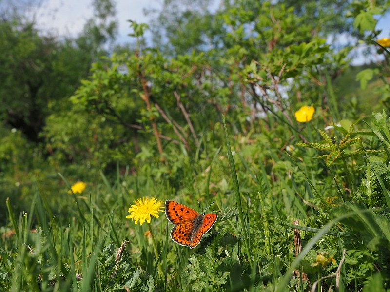 _CIExjVW~@o`h}@2023N612