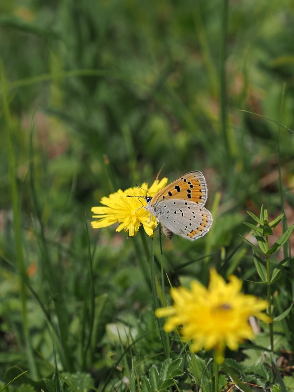 _CIExjVW~@o`h}@2023N612