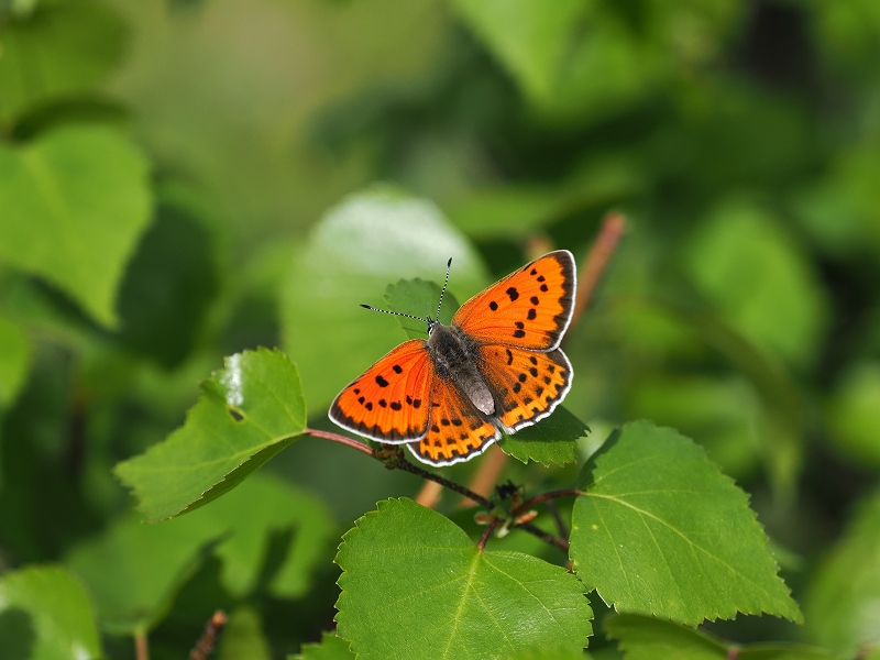 _CIExjVW~@o`h}@2023N612