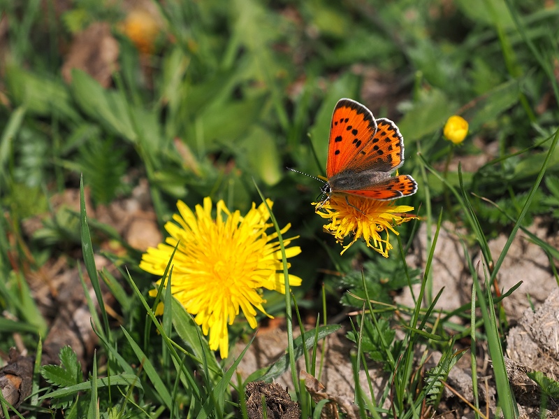 _CIExjVW~@o`h}@2023N612