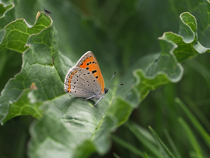 _CIExjVW~@Eo[g@2023N614