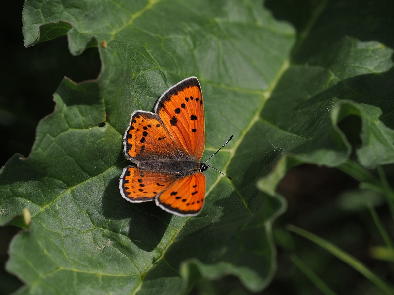 _CIExjVW~@Eo[g@2023N614