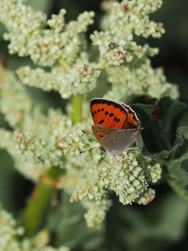 _CIExjVW~@Eo[g@2023N614