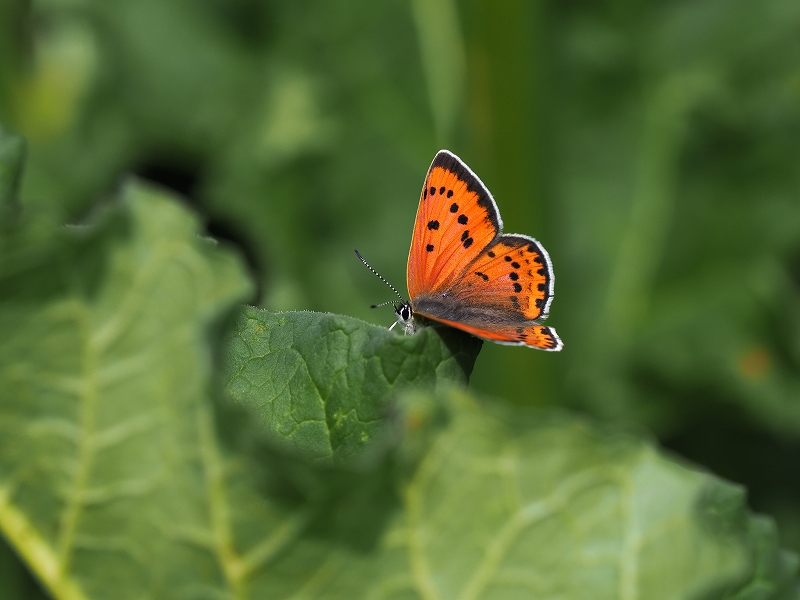 _CIExjVW~@Eo[g@2023N614