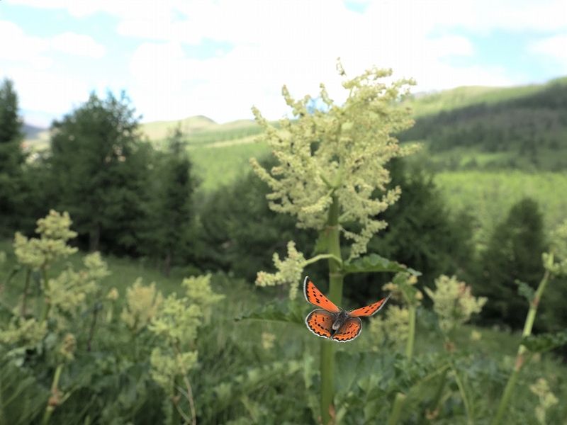 _CIExjVW~@Eo[g@2023N614