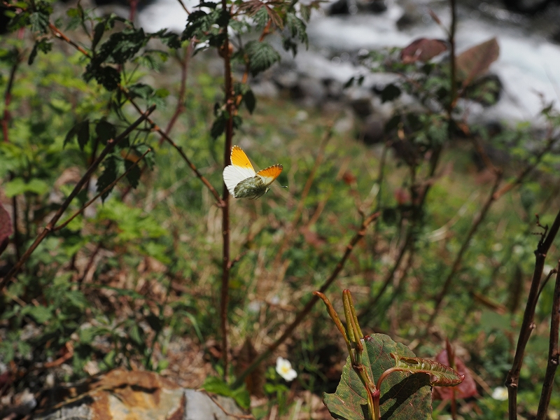 長野県伊那市 クモマツマキチョウ