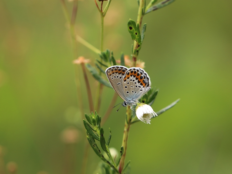 国産蝶標本　ミヤマシジミ　Ａ－pair　長野県・松川村　産 国産蝶標本 ミヤマシジミ Ａpair 長野県・松川村 産