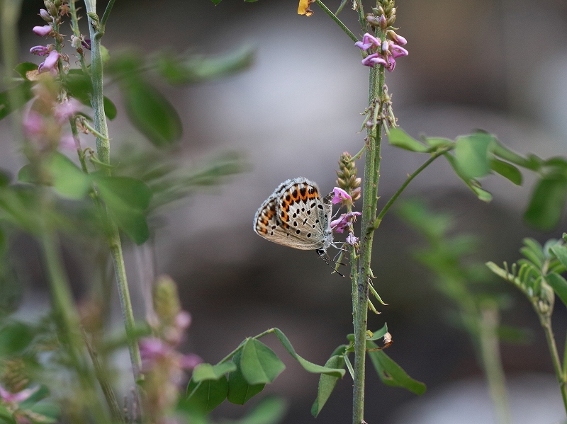 国産蝶標本　ミヤマシジミ　Ａ－pair　長野県・松川村　産 国産蝶標本 ミヤマシジミ Ａpair 長野県・松川村 産
