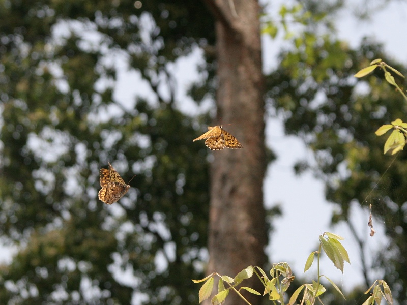 翔写真館－サトキマダラヒカゲ