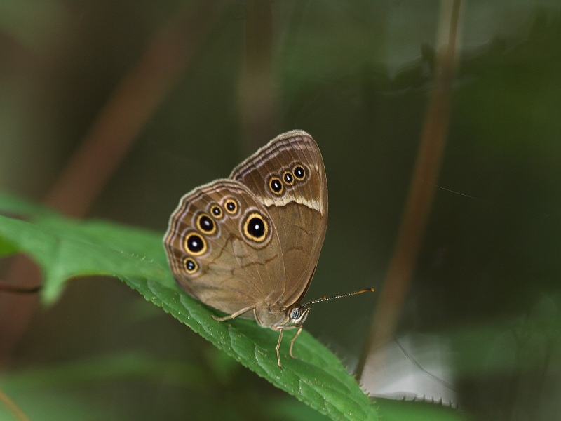国内蝶標本‼️ 激減クロヒカゲモドキ15exs 250px-Lethe_marginalis,_2013.JPG