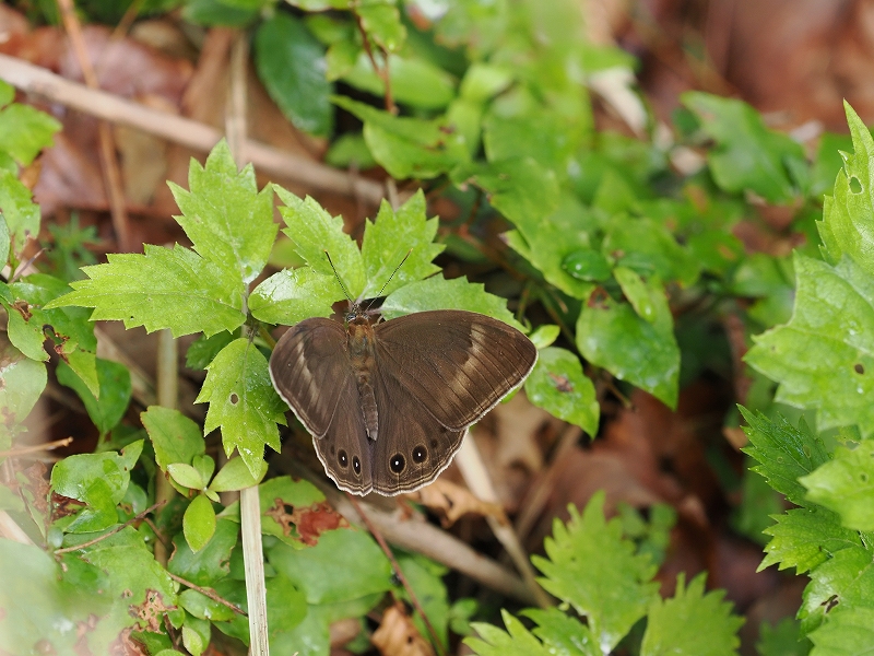 国内蝶標本‼️ 激減クロヒカゲモドキ15exs 国内蝶標本‼️ 激減クロヒカゲモドキ15exs - メルカリ