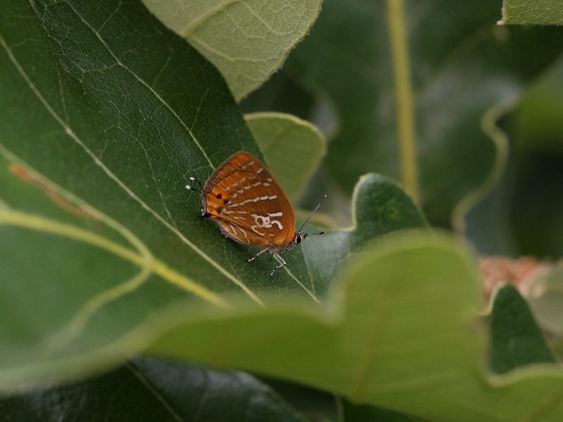 quercivorus^̃E~XWVW~@kCΎs@2011N719