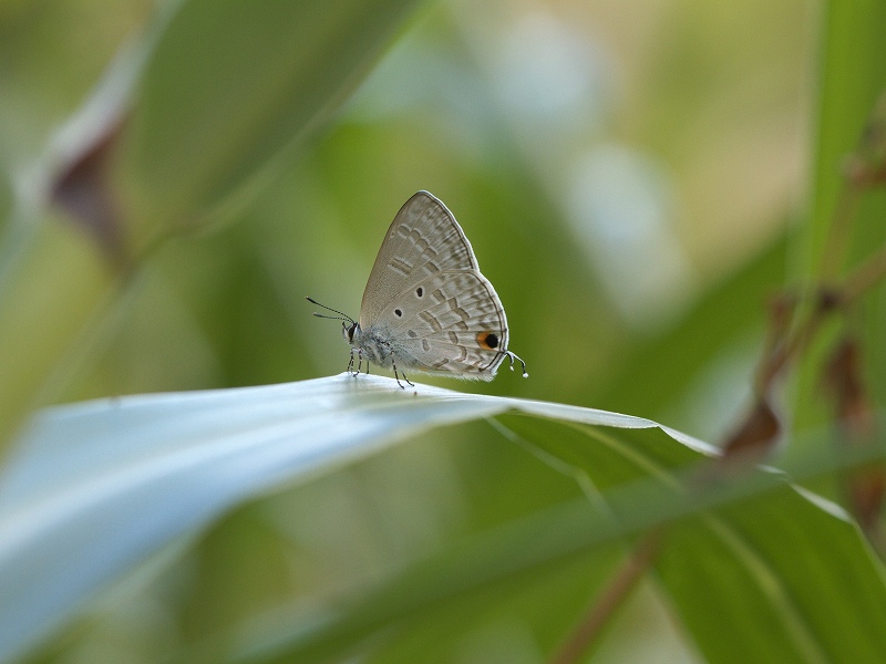 西表島でのウスアオオナガウラナミシジミの撮影記録