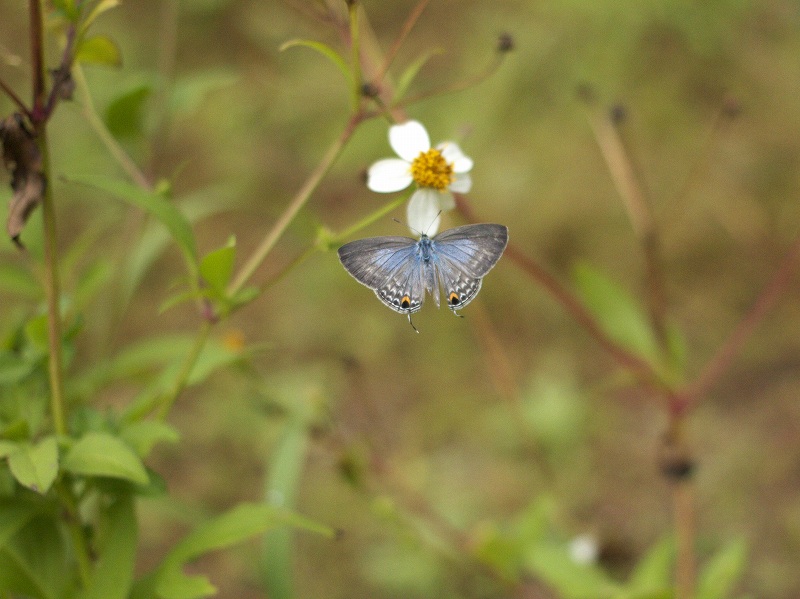西表島でのウスアオオナガウラナミシジミの撮影記録