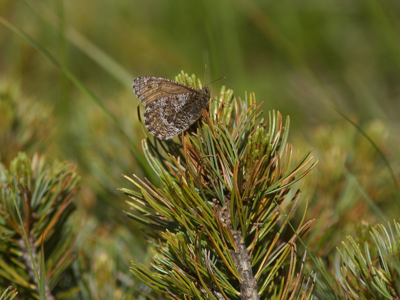 ペア】タカネヒカゲ（岐阜県） ヒメヒカゲ - 岐阜県公式ホームページ