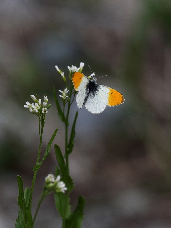 クモマツマキチョウ「5♂1♀ 9ffbf861f7adf33432928523986100