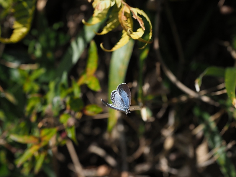 三重県熊野市 ヤクシマルリシジミ