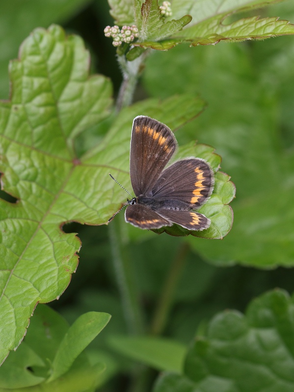 国産蝶標本　ミヤマシジミ　Ａ－pair　長野県・松川村　産 国産蝶標本 ミヤマシジミ Ａpair 長野県・松川村 産