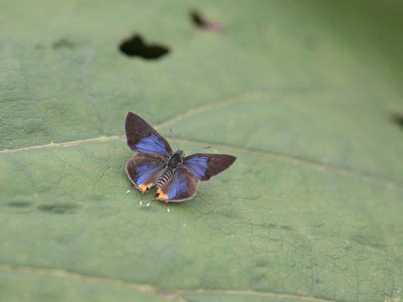 長野県木曽町 キマダラルリツバメ