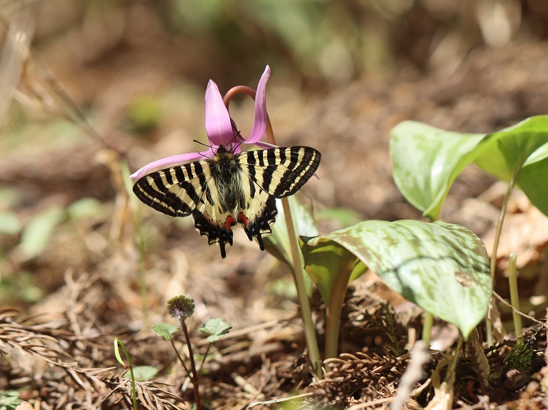 長野県安曇野市 ヒメギフチョウ