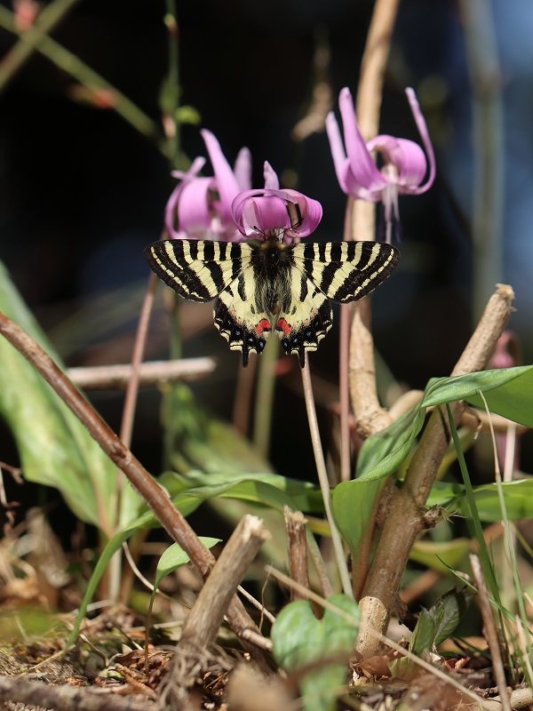 ヒメギフチョウ56頭 三重県総合博物館 ギフチョウ（Luehdorfia japonica）