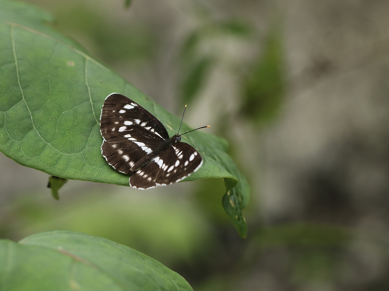 JzV~XW@ޗǌ\Ð쑺@2021N61