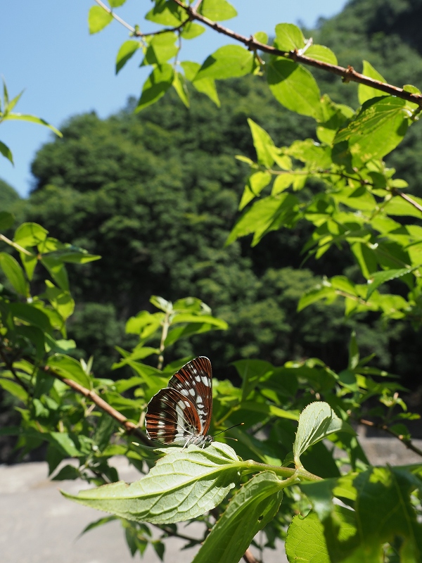 Î~zV~XW@ޗǌ\Ð쑺@2021N61