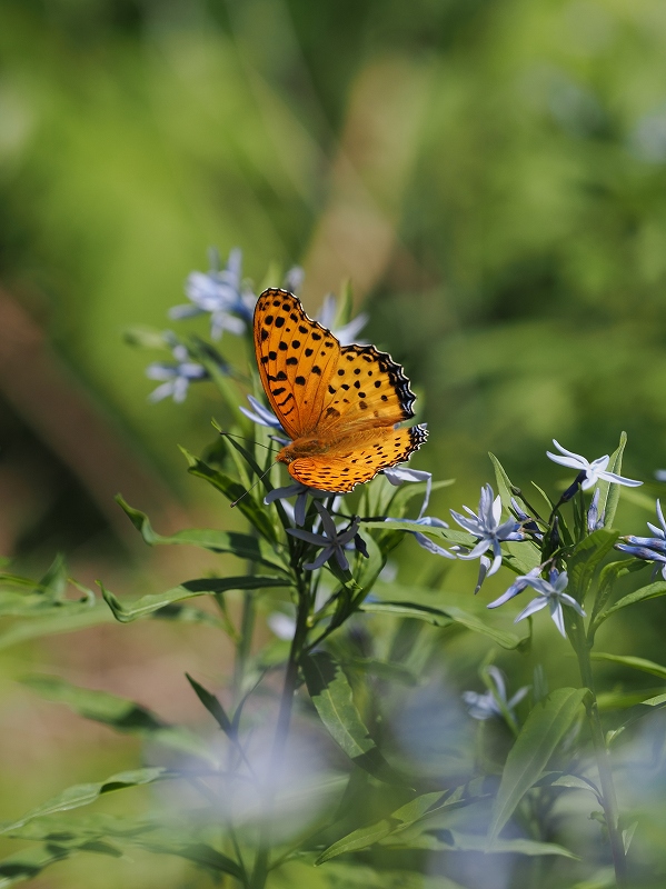 三重県大紀町 チョウジソウに集まる蝶