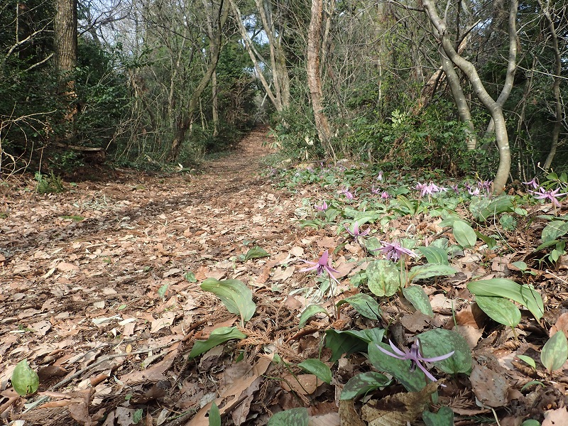 福井県福井市 ギフチョウ