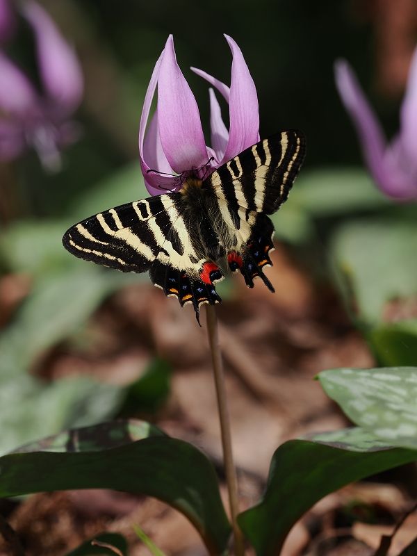 福井県福井市 ギフチョウ