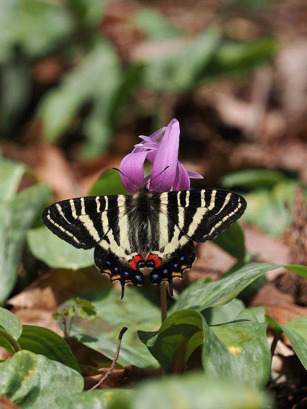 福井県福井市 ギフチョウ