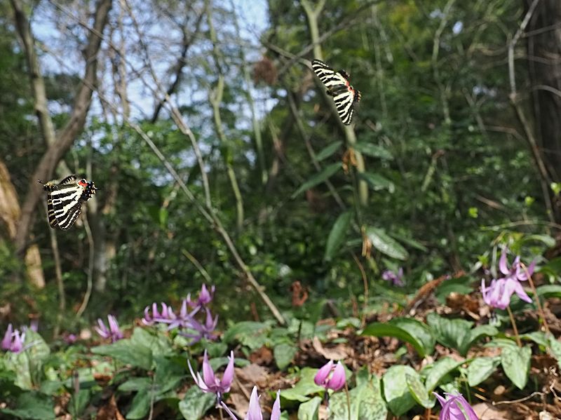 福井県福井市 ギフチョウ