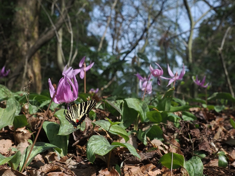 福井県福井市 ギフチョウ