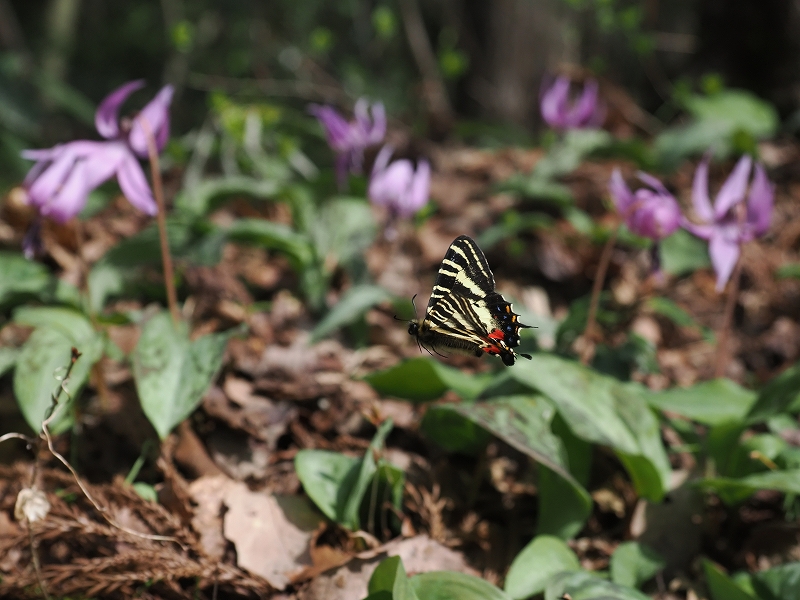 福井県福井市 ギフチョウ