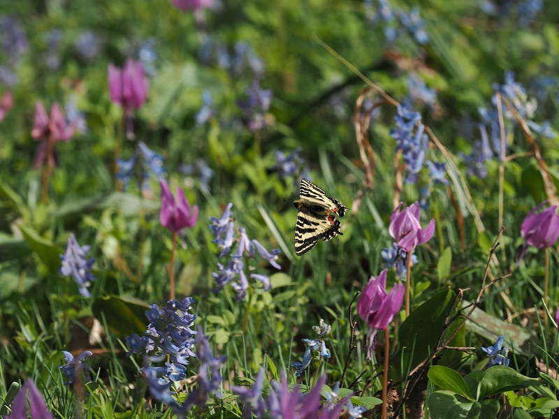 北海道旭川周辺 ヒメギフチョウ