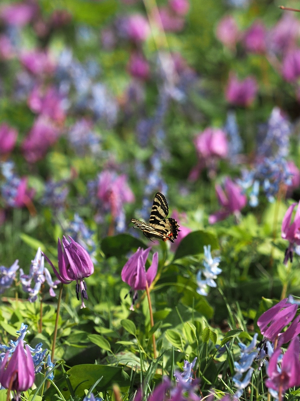 【異常型】イエローテール型　ヒメギフチョウ（1オス、静内/北海道） ezohimegifu-osu-31.jpg