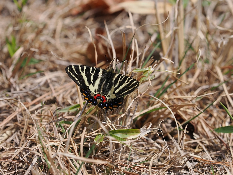 福井おおい町 ギフチョウ