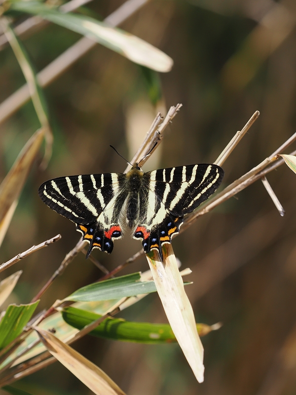 福井おおい町 ギフチョウ