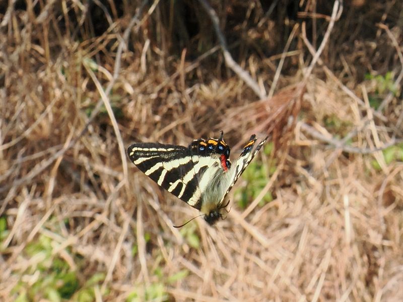 福井おおい町 ギフチョウ