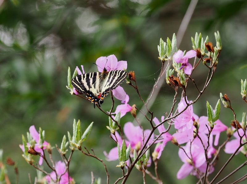 福井おおい町 ギフチョウ