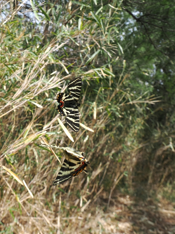 福井おおい町 ギフチョウ