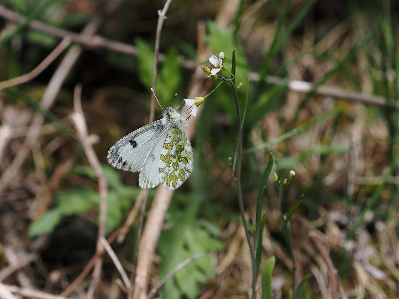 長野県伊那市 クモマツマキチョウ